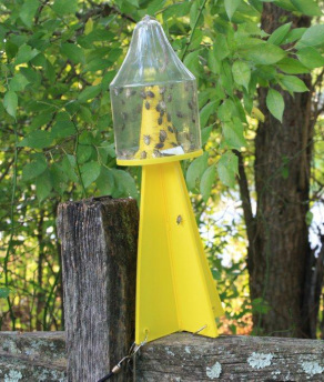 Stink bug trap in use